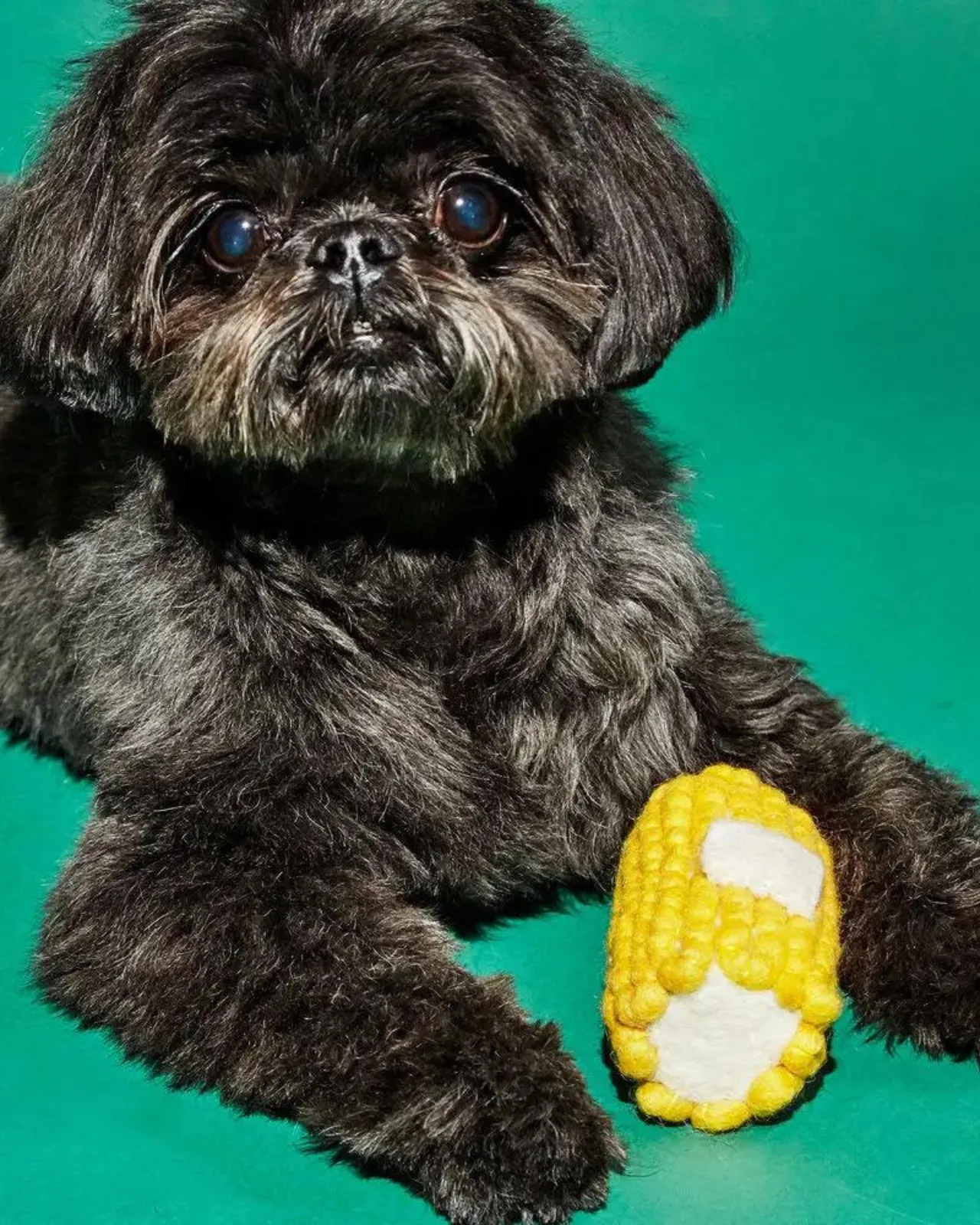 Boiled Wool Corn Dog Toy (FINAL SALE)